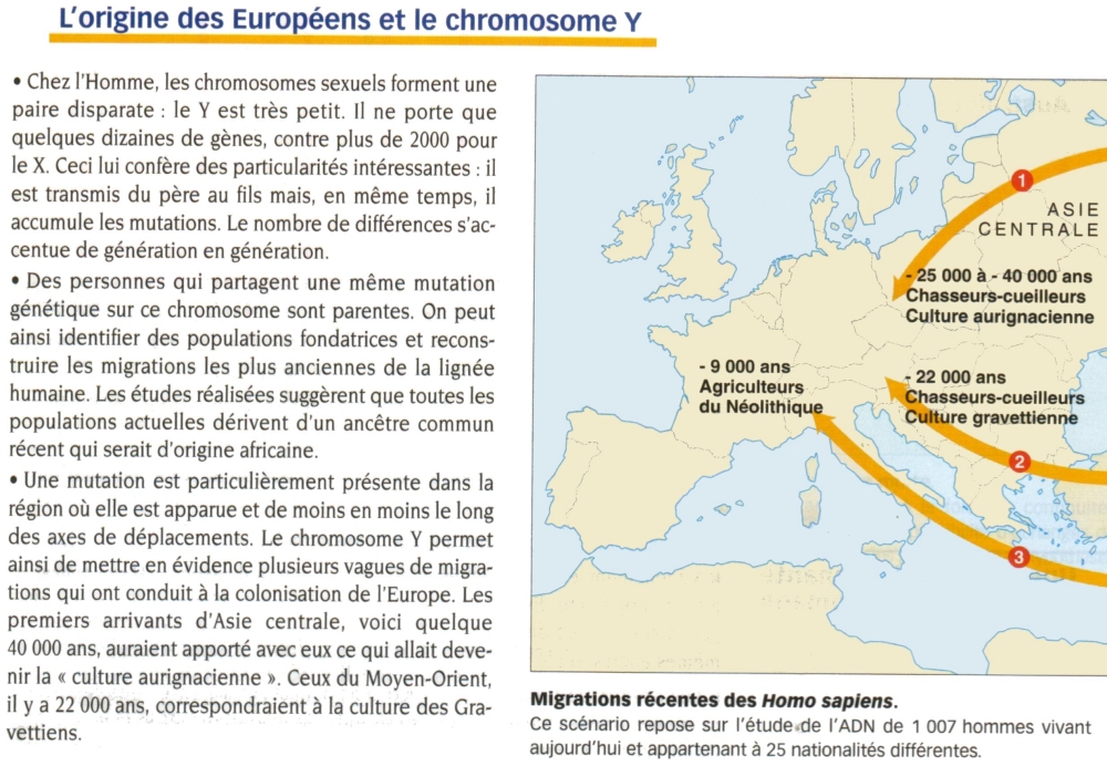 MIGRATION HOMO et Chr Y.jpg
